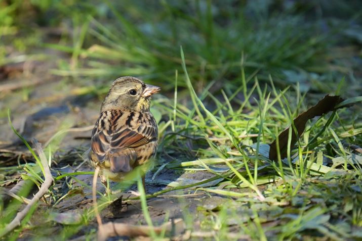 7 IVAFE 200-600mm F5.6-6.3 G OSS{SEL20TCA1200mmAF13A1/1600bAISO10000AJPEGBeʐ^i7008×4672A25.1MBj