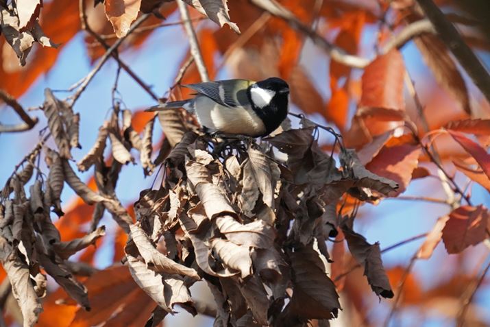 7 IVAFE 200-600mm F5.6-6.3 G OSS{SEL20TCA1200mmAF13A1/2000bAISO10000AJPEGBeʐ^i7008×4672A23.8MBj