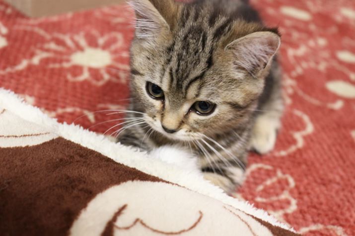 LĂƂŁAȑȌZމƂ̃rOɐlW܂悤ɂȂ߁A܂ł悤ɂȂƂ܂Bpi\jbÑZp[g^R[hXXeBbN|@ŁAǂقǑ|NɂȂ̂ł傤