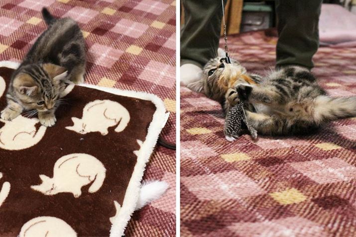 ~ȂɁAqLȂ̂ł܂т͔܂񂪁A낢Ȃ̂ɂ邽߁A̖тANbVJ[ybg̑@ۂAȃS~悭o悤ɂȂ܂