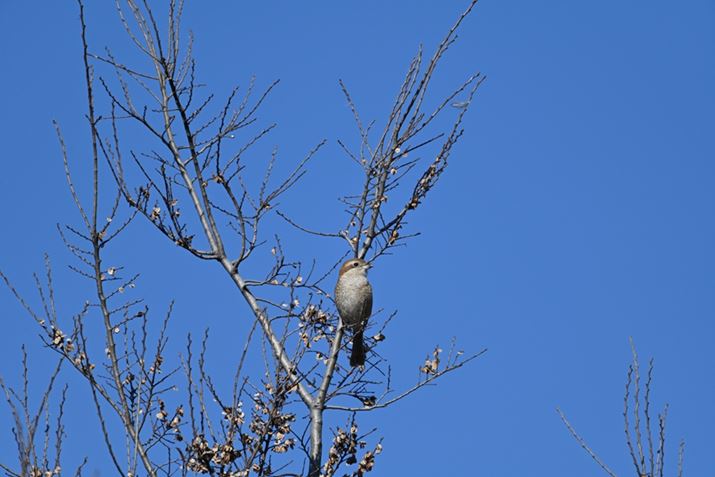 Z 7 IIANIKKOR Z 100-400mm f/4.5-5.6 VR S{TC-2.0xA800mmAF11A1/1000bAISO560AWBFI[g1AsN`[Rg[FX^_[hAANeBuD-CeBOFȂAJPEGBeʐ^i8256×5504A23.4MBj