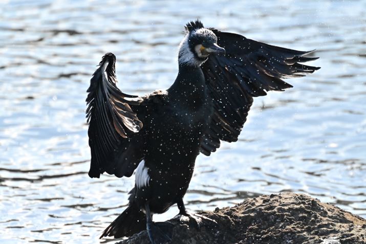 Z 7 IIANIKKOR Z 100-400mm f/4.5-5.6 VR S{TC-2.0xA800mmAF11A1/6400bAISO10000AWBFI[g1AsN`[Rg[FX^_[hAANeBuD-CeBOF߁AJPEGBeʐ^i8256×5504A19.7MBj