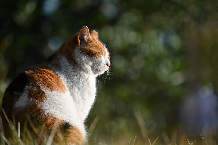 Z 7 IIANIKKOR Z 100-400mm f/4.5-5.6 VR SA400mmAF5.6A1/250bAISO64AWBFRI[gAsN`[Rg[FX^_[hAANeBuD-CeBOFI[gAJPEGBeʐ^i8256×5504A21.6MBj