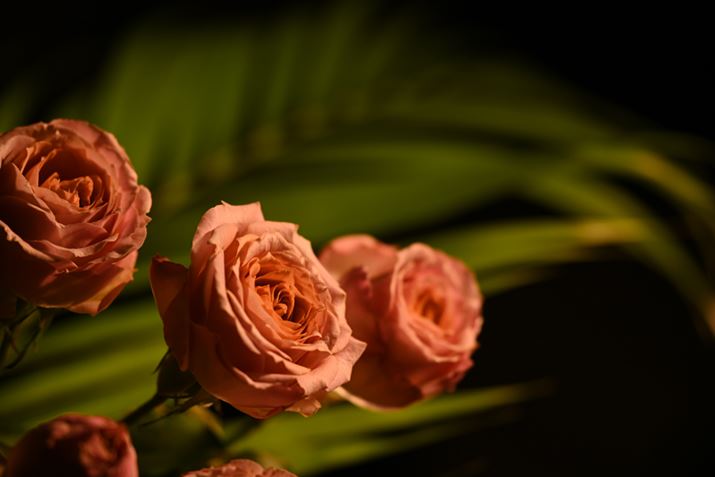 Z 7 IIANIKKOR Z 100-400mm f/4.5-5.6 VR SA200mmAF5A1/125bAISO200AWBFFxݒi5500KAM2.50jAsN`[Rg[FX^_[hAANeBuD-CeBOFȂAJPEGBeʐ^i8256×5504A15.5MBj