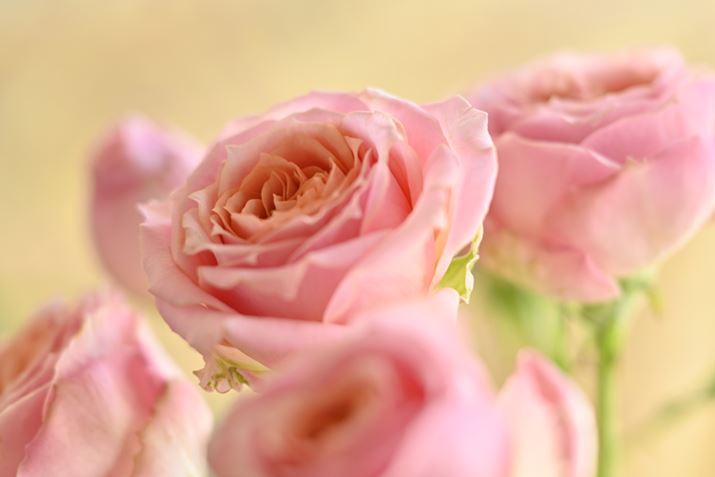 Z 7IIANIKKOR Z 24-120mm f/4 SA120mmAF5.6A1/20bAISO200AWBFVAsN`[Rg[FX^_[hAANeBuD-CeBOF߁AJPEGBeʐ^i8256×5504A17.3MBj