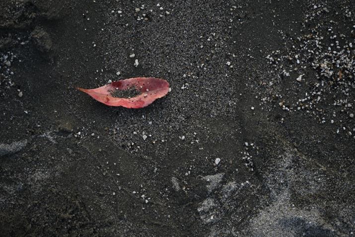 Z 7IIANIKKOR Z 24-120mm f/4 SA120mmAFSA1/125bAISO64AWBFRI[gAsN`[Rg[FX^_[hAANeBuD-CeBOFȂAJPEGBeʐ^i8256×5504A25.1MBj