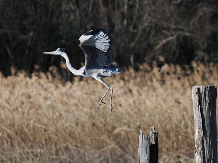 OM-1AM.ZUIKO DIGITAL ED 100-400mm F5.0-6.3 ISA244mmi35mmZ488mmjAF6.3A1/5000bAISO2000AzCgoXFI[gAsN`[[hFNaturalAVF[fBO␳FIAxmCYጸFWAJPEGBeʐ^i5184×3888A13.4MBj