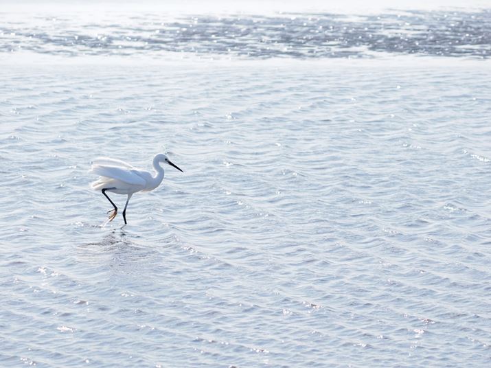 OM-1AM.ZUIKO DIGITAL ED 100-400mm F5.0-6.3 ISA123mmi35mmZ246mmjAF6.3A1/6400bAISO3200AzCgoXFI[gAsN`[[hFNaturalAVF[fBO␳FIAxmCYጸFWAJPEGBeʐ^i5184×3888A8.4MBj