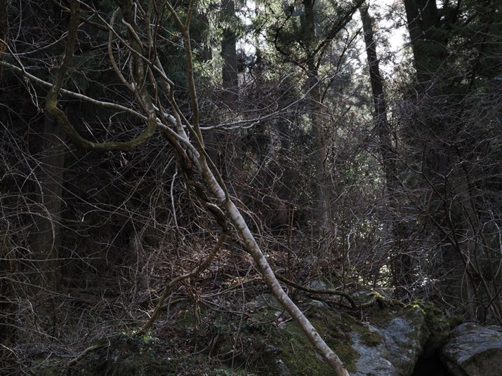 OM-1AM.ZUIKO DIGITAL ED 40-150mm F4.0 PROA40mmi35mmZ80mmjAF8A1/50bAISO200AzCgoXFI[gAsN`[[hFNaturalAVF[fBO␳FIAxmCYጸFWAJPEGBeʐ^i5184×3888A13.0MBj