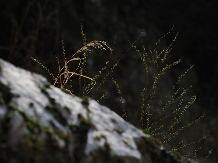 OM-1AM.ZUIKO DIGITAL ED 40-150mm F4.0 PROA81mmi35mmZ162mmjAF4A1/400bAISO200AzCgoXFI[gAsN`[[hFNaturalAVF[fBO␳FIAxmCYጸFWAJPEGBeʐ^i5184×3888A8.4MBj