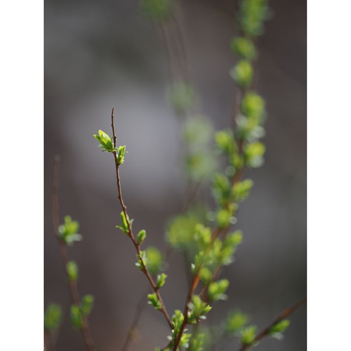 OM-1AM.ZUIKO DIGITAL ED 40-150mm F4.0 PROA150mmi35mmZ300mmjAF4A1/200bAISO200AzCgoXFI[gAsN`[[hFNaturalAVF[fBO␳FIAxmCYጸFWAJPEGBeʐ^i3888×5184A11.1MBj