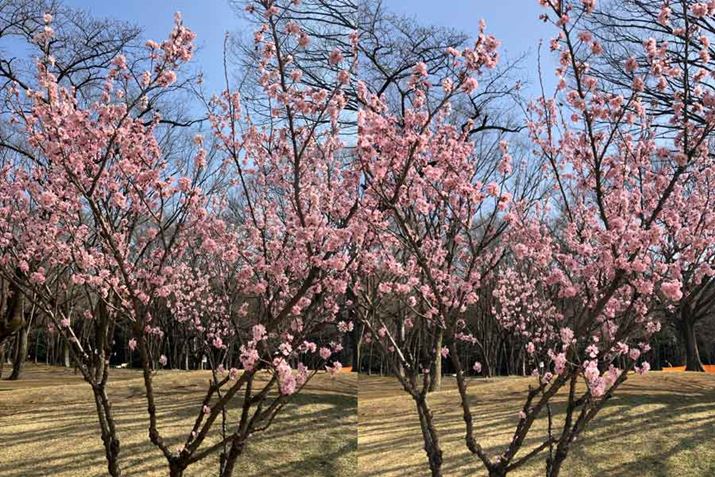 iPhone SEi3jAEiPhone 8Bł͌Iȍ͌ȂA茩ׂƎ}̃V[vႤ