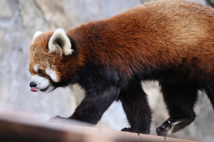 EOS R5ARF100-400mm F5.6-8 IS USMA400mmAF8A1/640bAISO6400AzCgoXFI[gi͋CDjAsN`[X^CFX^_[hAI[gCeBOIveB}CUFȂAJPEGBeʐ^i8192×5464A17.0MBj