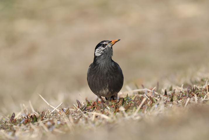 EOS R5ARF100-400mm F5.6-8 IS USM{EXTENDER RF2xA800mmAF16A1/800bAISO1600AzCgoXFI[gi͋CDjAsN`[X^CFX^_[hAI[gCeBOIveB}CUFȂAJPEGBeʐ^i8192×5464A10.4MBj