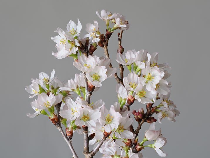 u[xvgĎBei15jBOM-1AM.ZUIKO DIGITAL ED 40-150mm F4.0 PROA111mmi35mmZ222mmjAF6.3A1/15bAISO200AzCgoXFI[gAsN`[[hFNatural