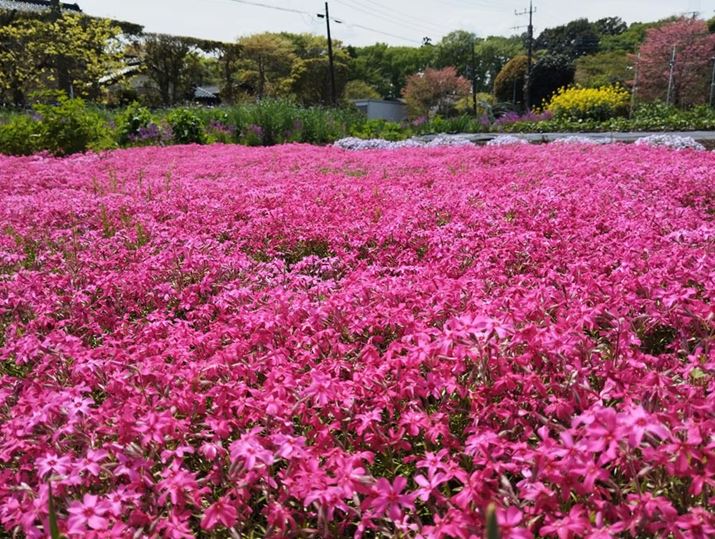 ōBeBsNԂ͖Oa₷RȎdオŕ͂ȂB{ɂƉĩ{PsRA\}t߂̓fBe[cĂ