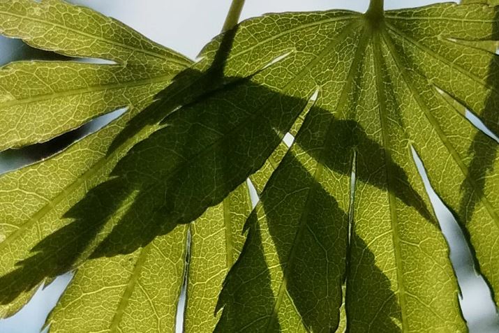 tœČJGf𓙔{Ńg~OBC[WZT[̉𑜓xƂAt̃fBe[LCɎcĂ