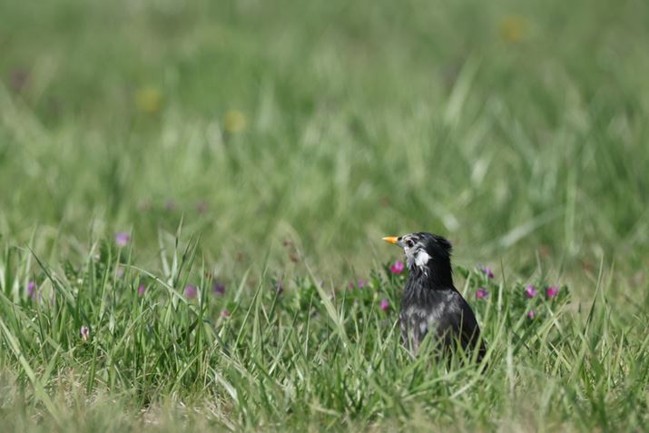 EOS R3ARF100-500mm F4.5-7.1 L IS USM{EXTENDER RF2xA1000mmAISO5000AF16A1/4000bAzCgoXFI[gi͋CDjAsN`[X^CFX^_[hAI[gCeBOIveB}CUFWAfW^YIveB}CUFiWjAӌʕ␳FAcȎ␳FȂAJPEGBeʐ^i6000×4000A9.9MBj