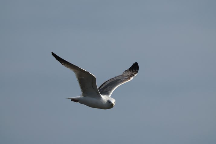 EOS R3ARF100-500mm F4.5-7.1 L IS USM{EXTENDER RF2xA1000mmAISO2000AF16A1/4000bAzCgoXFI[gi͋CDjAsN`[X^CFX^_[hAI[gCeBOIveB}CUFWAfW^YIveB}CUFiWjAӌʕ␳FAcȎ␳FȂAJPEGBeʐ^i6000×4000A5.6MBj