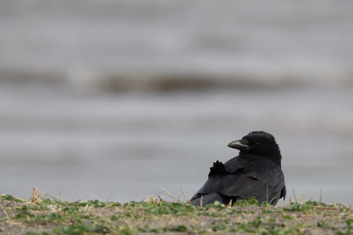 EOS R3ARF100-500mm F4.5-7.1 L IS USM{EXTENDER RF2xA1000mmAISO12800AF16A1/4000bAzCgoXFI[gi͋CDjAsN`[X^CFX^_[hAI[gCeBOIveB}CUFWAfW^YIveB}CUFiWjAӌʕ␳FAcȎ␳FȂAJPEGBeʐ^i6000×4000A8.5MBj