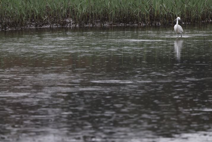 EOS R3ARF100-500mm F4.5-7.1 L IS USM{EXTENDER RF2xA1000mmAISO1600AF14A1/640bAzCgoXFI[gi͋CDjAsN`[X^CFX^_[hAI[gCeBOIveB}CUFWAfW^YIveB}CUFiWjAӌʕ␳FAcȎ␳FȂAJPEGBeʐ^i6000×4000A7.8MBj