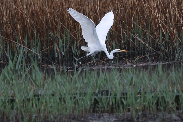 EOS R3ARF100-500mm F4.5-7.1 L IS USM{EXTENDER RF2xA1000mmAISO12800AF14A1/3200bAzCgoXFI[gi͋CDjAsN`[X^CFX^_[hAI[gCeBOIveB}CUFWAfW^YIveB}CUFiWjAӌʕ␳FAcȎ␳FȂAJPEGBeʐ^i6000×4000A10.8MBj