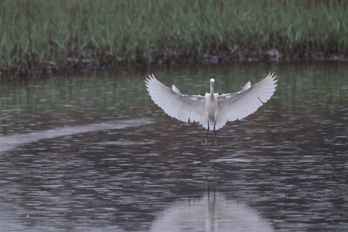 EOS R3ARF100-500mm F4.5-7.1 L IS USM{EXTENDER RF2xA1000mmAISO10000AF14A1/3200bAzCgoXFI[gi͋CDjAsN`[X^CFX^_[hAI[gCeBOIveB}CUFWAfW^YIveB}CUFiWjAӌʕ␳FAcȎ␳FȂAJPEGBeʐ^i6000×4000A10.5MBj