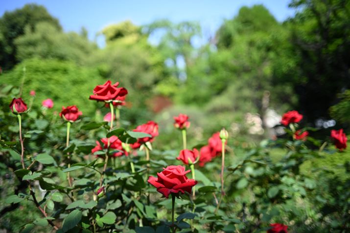 uBiogon T*2/35 ZMvgpĎBeBZ 7IIABiogon T*2/35 ZMi}EgA_v^[gpjAF2A1/800bAISO64AWBFI[g1AsN`[Rg[FX^_[hAANeBuD-CeBOFȂAJPEGBeʐ^i8256×5504A18.4MBj