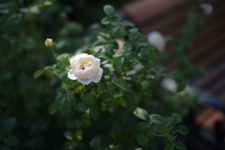 ჌tŎBeiR[C[WOuPENTAX K-1 Mark IIvgpj