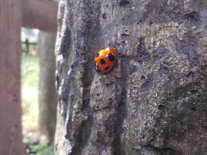 }NJŃegEVBeBʑ̂܂Őcm܂ŊĎBełBA\}ɂĂ1800f[hgقdオ͗ǍDmȂ