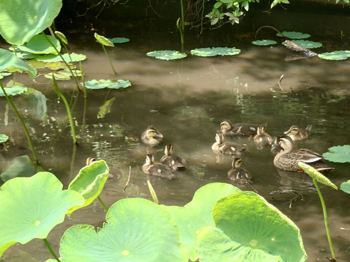 JK̐eqBeB125mm̏œ_Ȃ쐶Ƃ̋ۂBesBʓIȃX}[gtH̃Jł͓\}ʑ̂{@ȂBeł