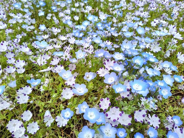 CJ̍BOA܂ BltB̐FAtς̗ΐFN₩BfBe[V[vł