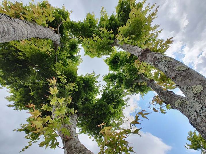 LpJŎBeƘc݂܂A𗘗păCpNĝʐ^Bʔ܂