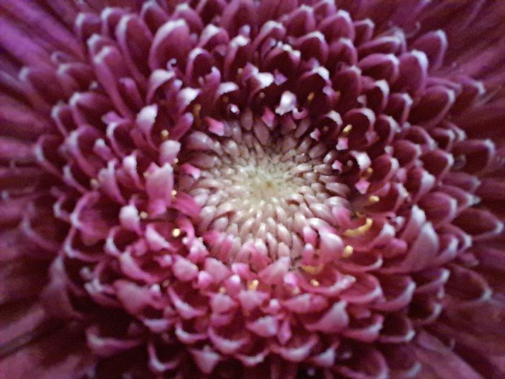 }NJŉԂ̒SڎʁBfȂƂA𑜊͂܂荂Ȃ