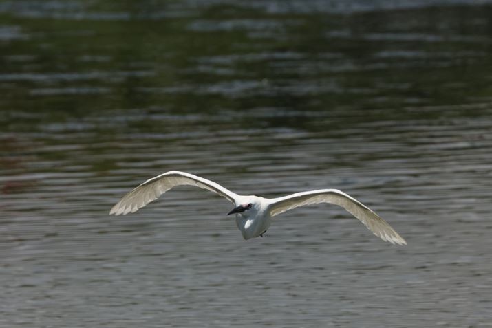 EOS R7ARF100-500mm F4.5-7.1 L IS USM{EXTENDER RF2xA1000mmi35mmZ1600mmjAISO2000AF16A1/2500bAzCgoXFI[gi͋CDjAsN`[X^CFX^_[hAI[gCeBOIveB}CUFWAfW^YIveB}CUFiWjAӌʕ␳FAcȎ␳FAJPEG