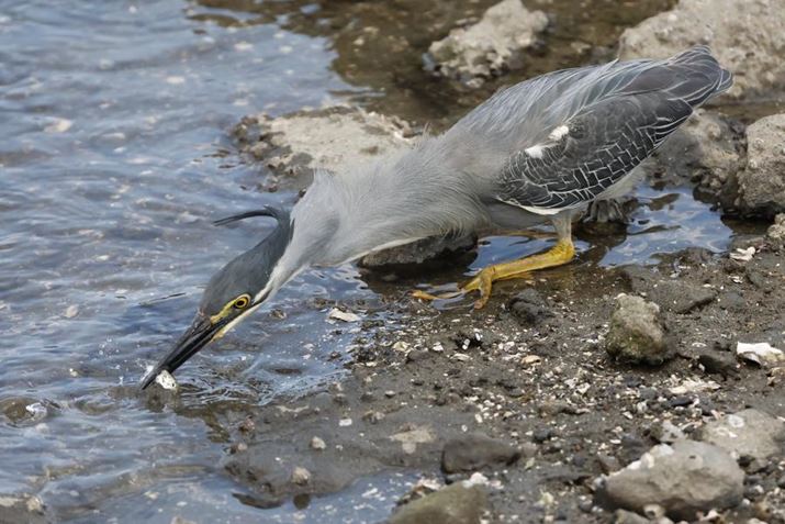 EOS R7ARF100-500mm F4.5-7.1 L IS USMA500mmi35mmZ800mmjAISO3200AF7.1A1/4000bAzCgoXFI[gi͋CDjAsN`[X^CFX^_[hAI[gCeBOIveB}CUFWAfW^YIveB}CUFiWjAӌʕ␳FAcȎ␳FARAWo[Xg[h