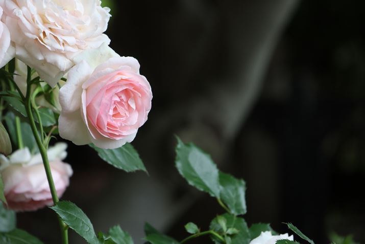 EOS R7ARF-S18-150mm F3.5-6.3 IS STMA150mmi35mmZ240mmjAISO800AF6.3A1/60bAzCgoXFI[gi͋CDjAsN`[X^CFX^_[hAI[gCeBOIveB}CUFWAfW^YIveB}CUFiWjAӌʕ␳FAcȎ␳FAJPEG