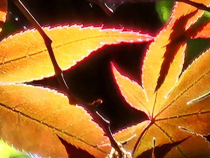 100{]Jł̍BfW^Y[Ȃ̂ŉ掿͗򉻂̂́At̃MUMUFł郌x