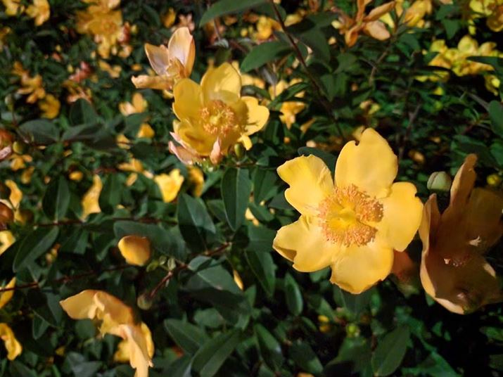 ł͈ÂĐFقƂǌȂ悤Ȗ邳łAiCg[hŎBe΂̂Ƃ