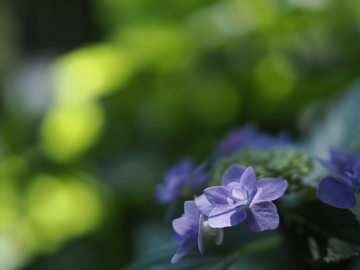 uM.ZUIKO DIGITAL ED 25mm F1.2 PROvŎBeOM-1AM.ZUIKO DIGITAL ED 25mm F1.2 PROA25mmi35mmZ50mmjAF1.2A1/2000bAISO200AzCgoXFI[gAsN`[[hFNaturalAVF[fBO␳FItAxmCYጸFWAJPEG