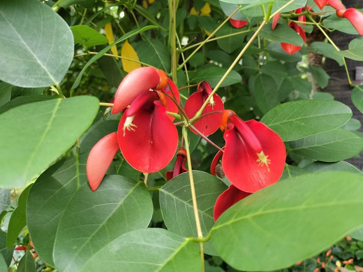 AJfCS̍̂킸ɍԂԂ́AX}[gtH̃Jł͂܂\łȂƂB{@̍LpJ́Aɋ߂C[WƊKČłĂBeʐ^i4,000×3,000A3.0MBj