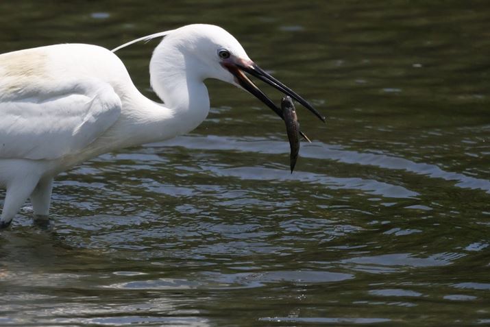 ō30R}/b̍Aʋ@\uRAWo[Xg[hvgĎBeʐ^BuԂ̓i̕ߐH̏uԁjƂ炦邱ƂłBY͏^EyʂȒ]YuRF800mm F11 IS STMvgĂEOS R10ARF800mm F11 IS STMA800mmi35mmZ1280mmjAISO2500AF11A1/4000bAzCgoXFI[gi͋CDjAsN`[X^CFX^_[hAI[gCeBOIveB}CUFWAfW^YIveB}CUFiWjAӌʕ␳FAcȎ␳FȂARAWo[Xg[hBeʐ^i4512×3008A5.3MBj