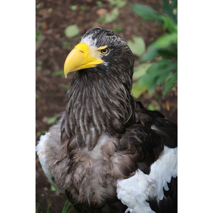 EOS R10ARF-S18-150mm F3.5-6.3 IS STMA150mmi35mmZ240mmjAISO2500AF6.3A1/320bAzCgoXFI[gi͋CDjAsN`[X^CFX^_[hAI[gCeBOIveB}CUFWAfW^YIveB}CUFiWjAӌʕ␳FAcȎ␳FȂAJPEGBeʐ^i4000×6000A7.9MBj