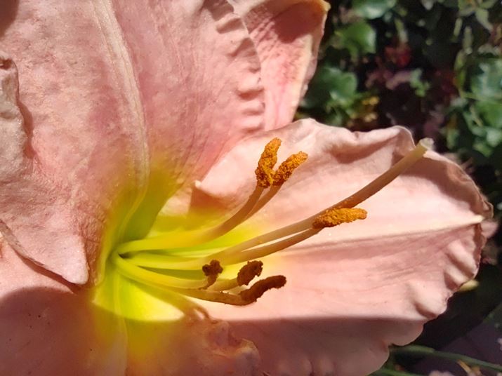 }NJŁÂׂBeBX}z̃}NJňʓIȂÂ߂̉掿B̂鉮Oł̎莝BeAuʑ̃u͗}Ă