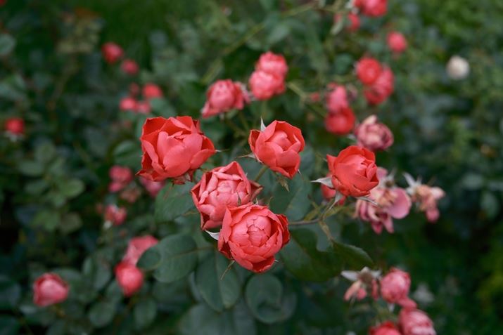 X-H2SAXF16-80mmF4 R OIS WRA22mmi35mmZ33mm̉pjAF4A1/210bAISO160AzCgoXFI[gAtBV~[VFmX^WbNlKA_Ci~bNWF100AJ[N[EGtFNgFAJPEGBeʐ^i6240×4160A11.2MBj