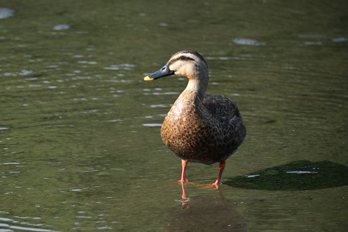 X-H2SAXF150-600mmF5.6-8 R LM OIS WRA484mmi35mmZ737mm̉pjAF7.1A1/3200bAISO2500AzCgoXFI[gAtBV~[VFPROVIA/X^_[hA_Ci~bNWF100AJPEGBeʐ^i6240×4160A12.6MBj