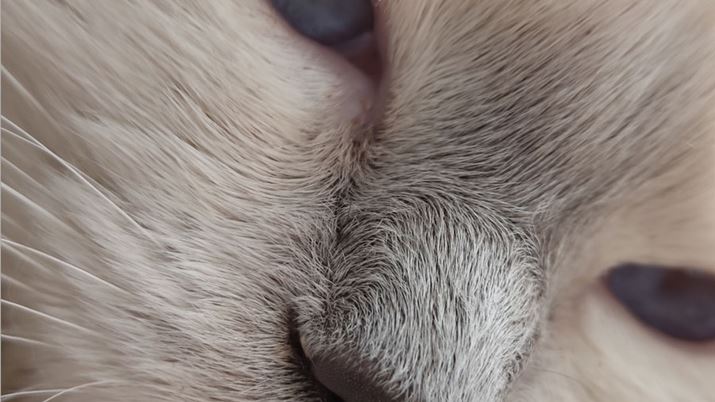 LpJŎBeLBf𐶂ѕ݂̍ČƁAʑ̂܂4cm܂Ŋ̂|Cg