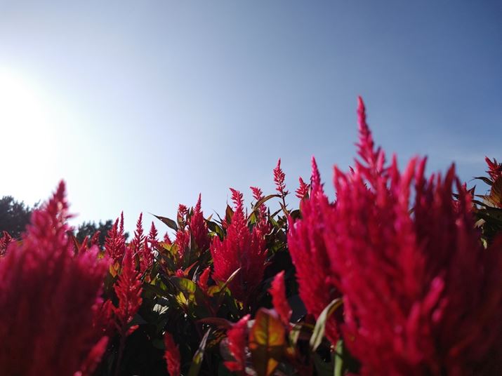 AQUOS R7AY[F0.7{AxFISO50AVb^[Xs[hF1/1768bAilFF1.9AzCgoXFI[gBeʐ^i3968×2976A2.3MBj