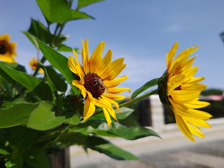 AQUOS R7AY[F1.0{AxFISO50AVb^[Xs[hF1/1576bAilFF1.9AzCgoXFI[gBeʐ^i3968×2976A2.2MBj