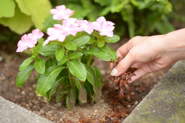 S~L@엿ƂĎgƂɂ́Ayɂ悭Ȃ疄߂Ɖh{̂邢ył邻ł